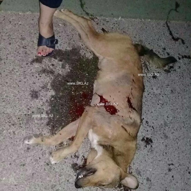 Abşeron İH təkzib etdi, İTLƏR GÜLLƏLƏNDİ - FOTOLAR