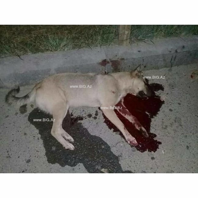 Abşeron İH təkzib etdi, İTLƏR GÜLLƏLƏNDİ - FOTOLAR