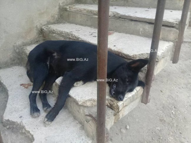 Abşeron İH təkzib etdi, İTLƏR GÜLLƏLƏNDİ - FOTOLAR