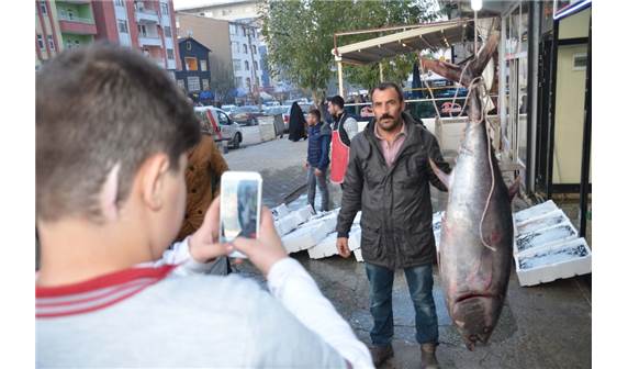 Azərbaycanda tutulan nəhəng balıq Türkiyədə satılır (FOTOLAR)