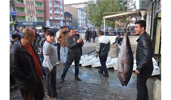 Azərbaycanda tutulan nəhəng balıq Türkiyədə satılır (FOTOLAR)