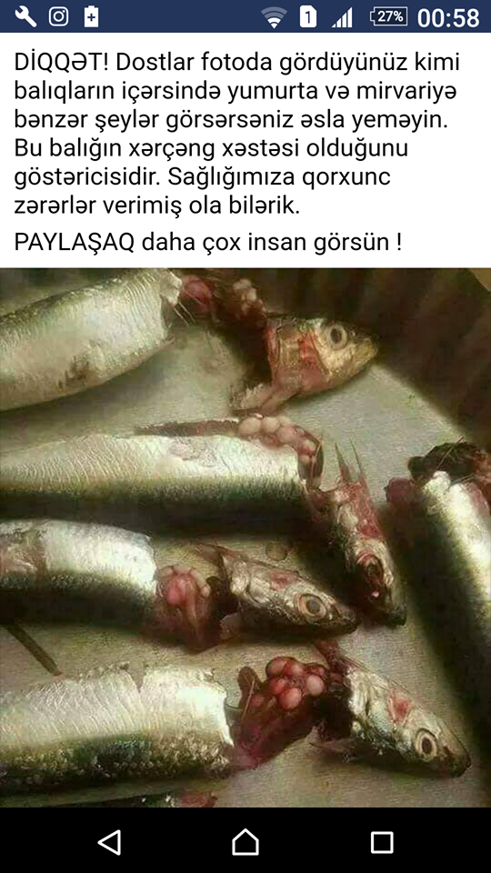 Azərbaycanda balıq təhlükəsi – HƏR KƏS BU FOTODAN DANIŞIR