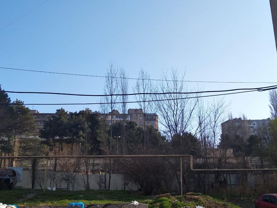 Növbəti "ağac soyqırımı" - XƏTAİDƏ - FOTO