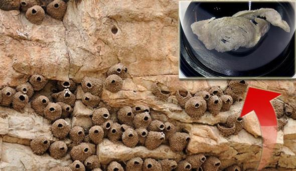 "Ağ qızıl kimi" tanınır – 5 min dollara satılır – "İyrənc yeməklər möcüzəsi"