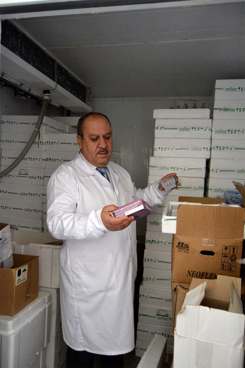 Azərbaycandakı donuzlar peyvəndləndi - FOTOLAR