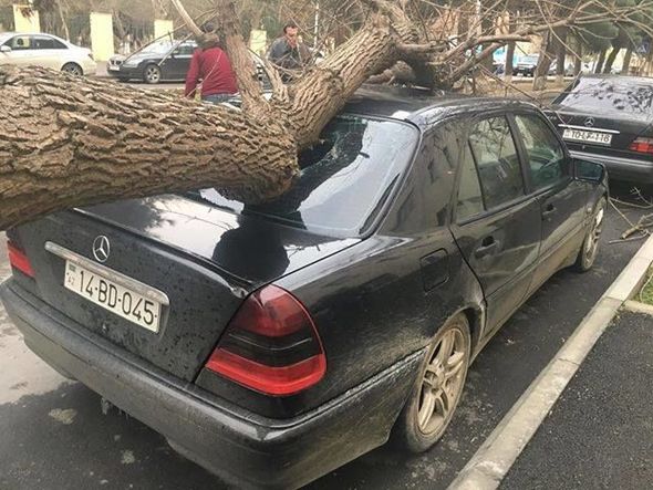 Bakıda külək ağacı maşının üzərinə aşırdı - FOTO