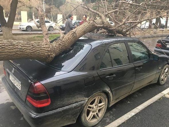Bakıda külək ağacı maşının üzərinə aşırdı - FOTO