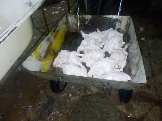 Bakıda anti-sanitar şəraitdə fəaliyyət göstərən daha bir toyuq sexi aşkarlanıb- FOTOLAR