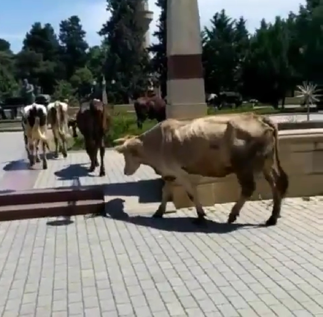İcra Hakimiyyətinin yanında inəklər otlayır: “İstiqlal” parkında biabırçı mənzərə (FOTOLAR)