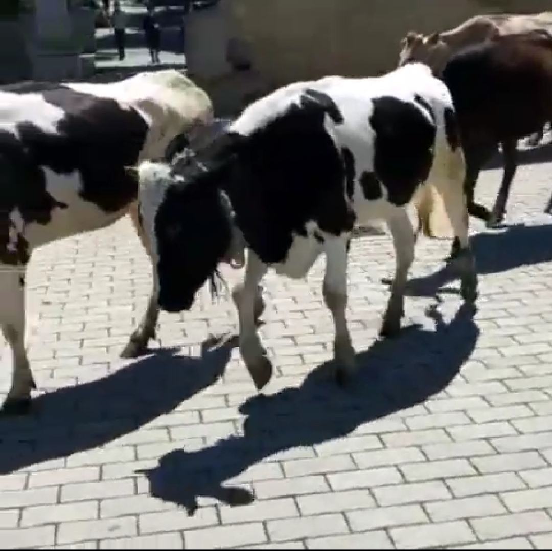 İcra Hakimiyyətinin yanında inəklər otlayır: “İstiqlal” parkında biabırçı mənzərə (FOTOLAR)
