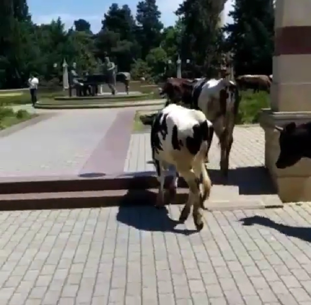 İcra Hakimiyyətinin yanında inəklər otlayır: “İstiqlal” parkında biabırçı mənzərə (FOTOLAR)