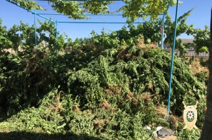 Maştağalı narkotacir 1 tona yaxın narkotiklə tutuldu - FOTO