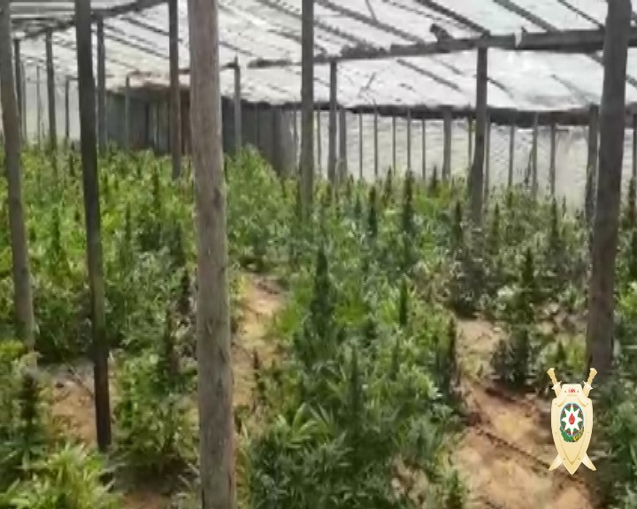 Maştağalı narkotacir 1 tona yaxın narkotiklə tutuldu - FOTO