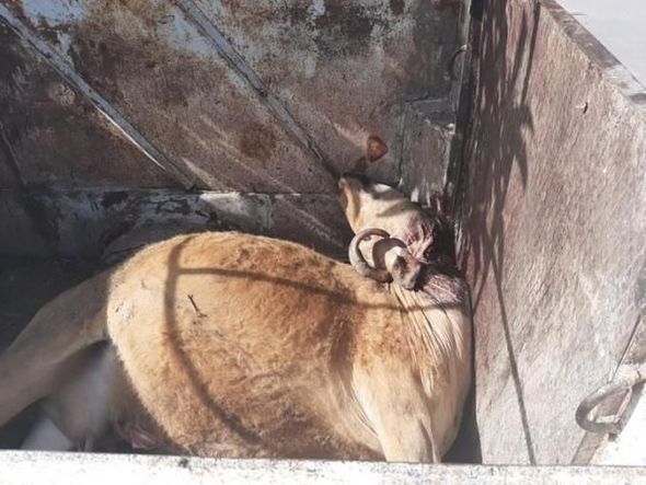 Göyçayda 167 kiloqram ölmüş heyvan cəmdəyi aşkarlandı - FOTO