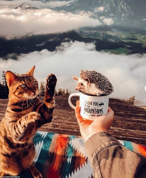Gülərüz kirpi internetin ulduzuna çevrildi – FOTO