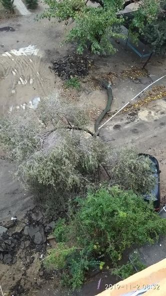 Güclü külək ağacı tanınmış yazarın maşınının üstünə aşırdı - FOTO