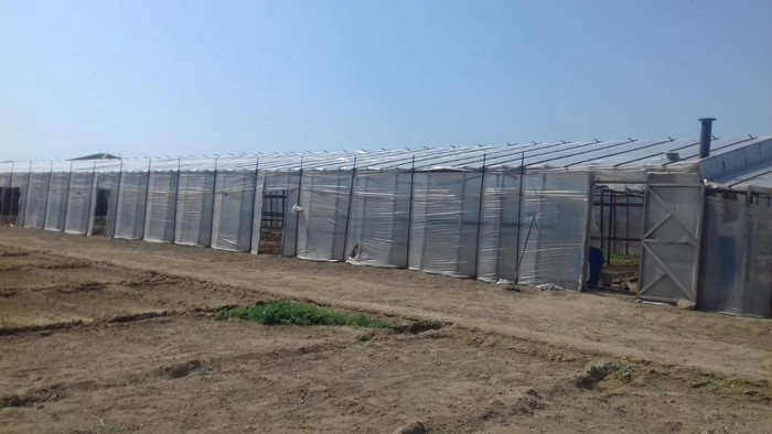 Bakıda parniklər ile ilgili görsel sonucu
