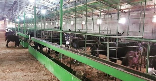 Həbs edilən icra başçısının eşşək biznesi var imiş - ŞOK FAKTLAR