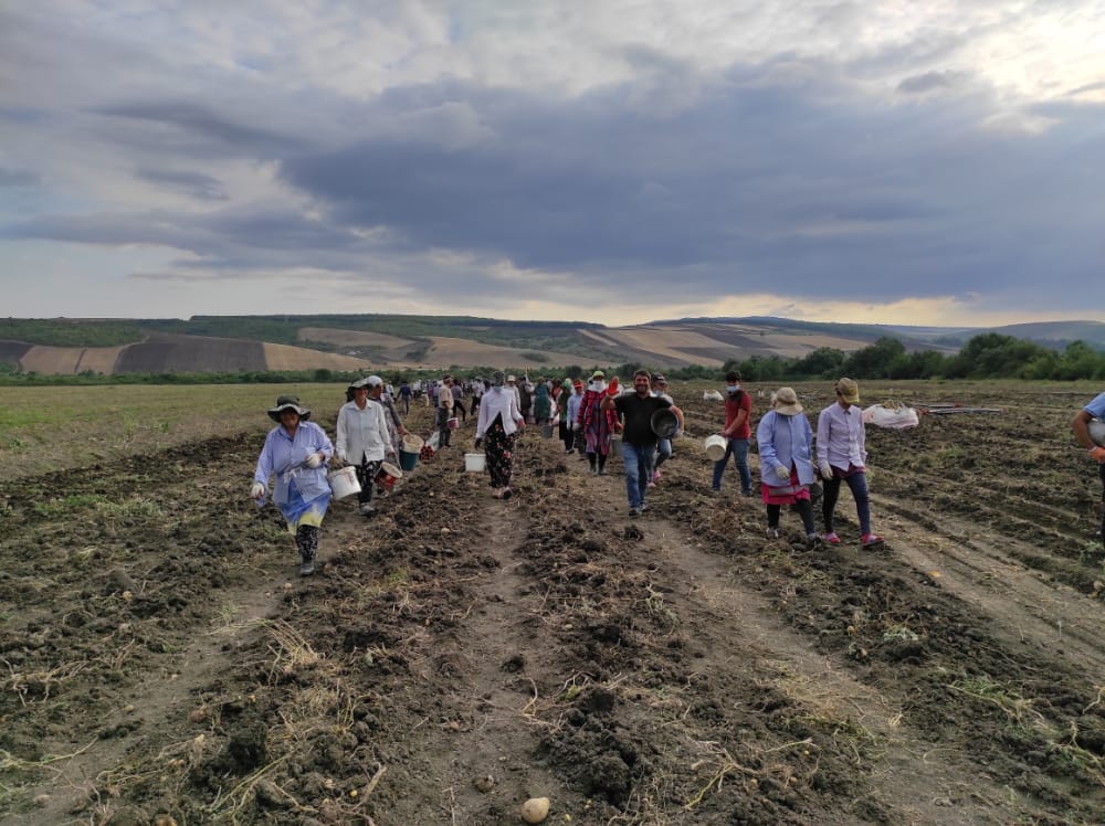 İsmayıllıda kartof yığımı davam edir - FOTO