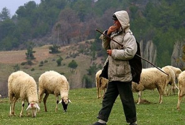 İşğaldan azad edilən ərazilər heyvandarlığın inkişafını sürətləndirəcək – İQTİSADİ PERSPEKTİV