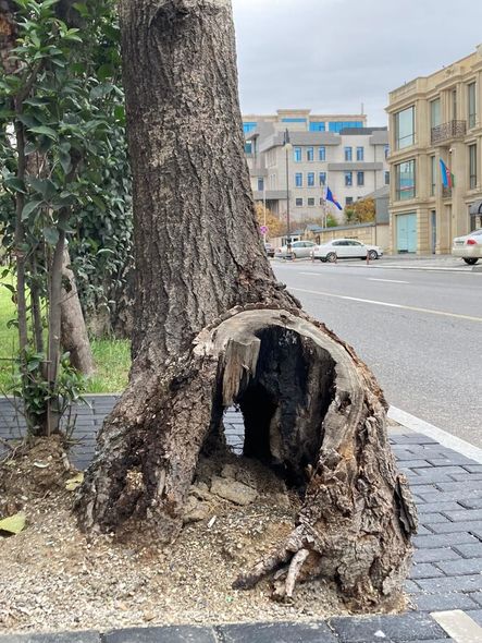 Atatürk parkındakı ağaclar niyə kəsilir? - AÇIQLAMA/FOTO