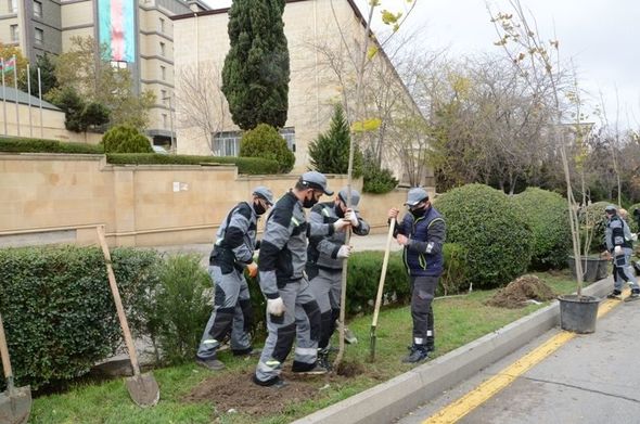 Atatürk parkındakı ağaclar niyə kəsilir? - AÇIQLAMA/FOTO