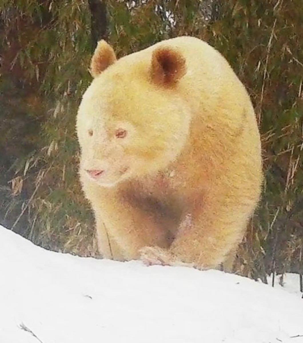 Dünyada nadir hallardan biri - Albinos panda görünüb - FOTO