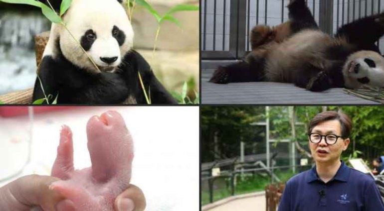Tarixdə ilk dəfə - Cənubi Koreya zooparkında əkiz pandalar doğulub - VİDEO