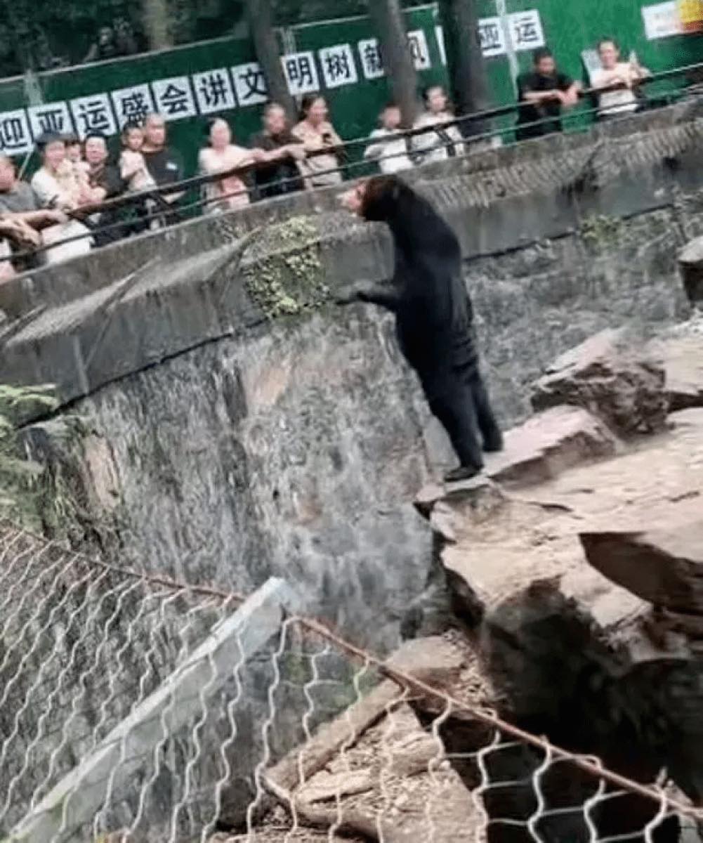 Adama oxşadılan ayını görmək üçün insanlar zooparka axın edir - VİDEO