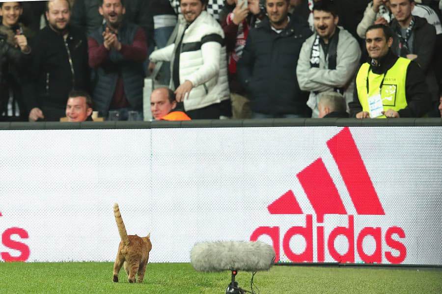 Türkiyədə bu qədər çox pişik olmasının tarixi səbəbləri - FOTO