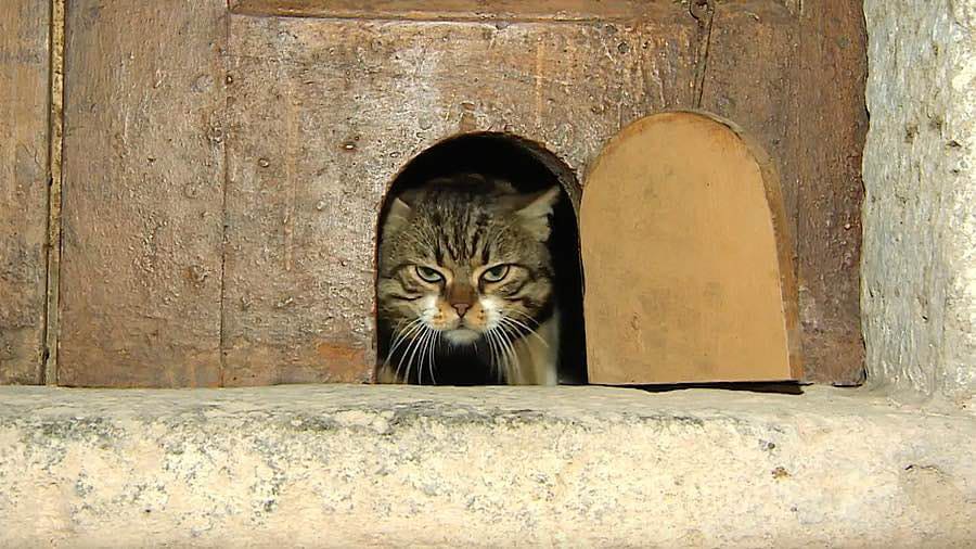 Türkiyədə bu qədər çox pişik olmasının tarixi səbəbləri - FOTO
