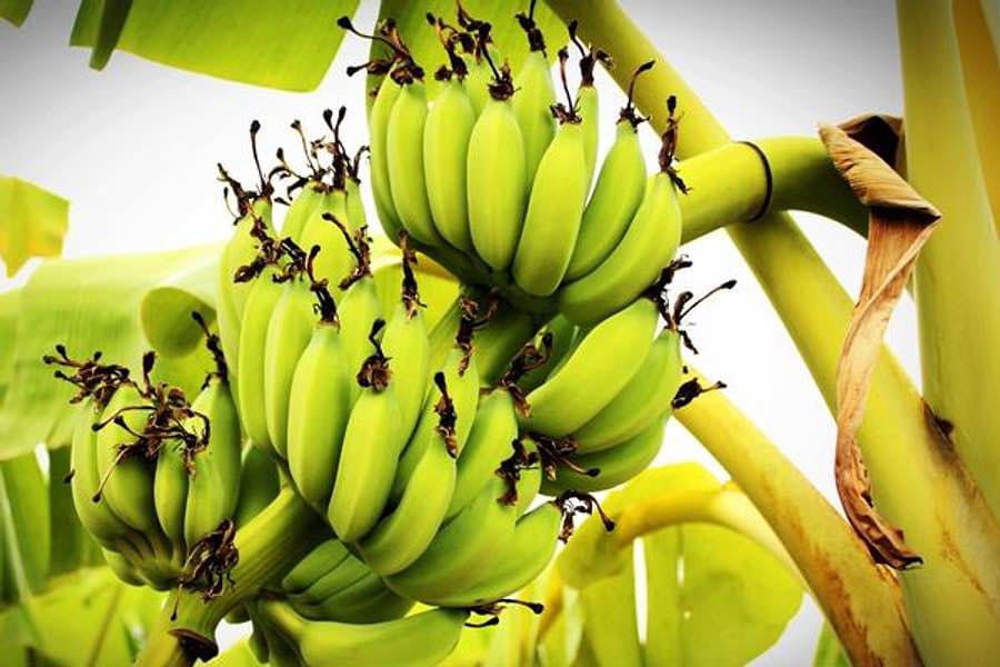 Niyə şaftalılar tüklü, bananlar isə aypara şəklindədir? - Səbəblər çox maraqlıdır