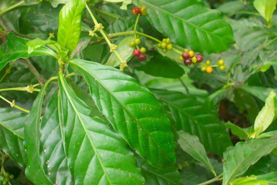 Ayahuasca çayı nədir və niyə bir çox ölkədə qadağandır?