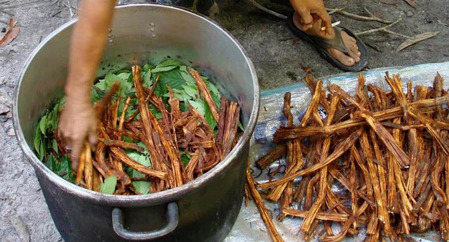Ayahuasca çayı nədir və niyə bir çox ölkədə qadağandır?