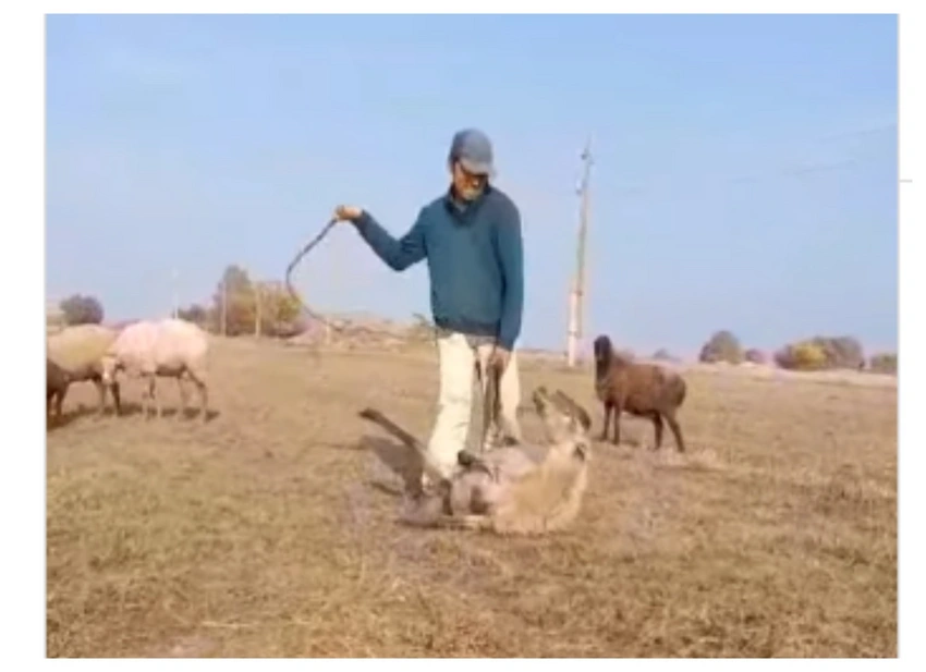 Samuxda qoyunu döyən çoban həbs edildi - FOTO